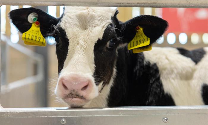 Calf